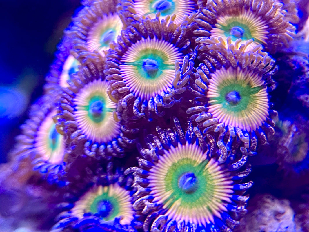 Importance of regularly testing your reef parameters