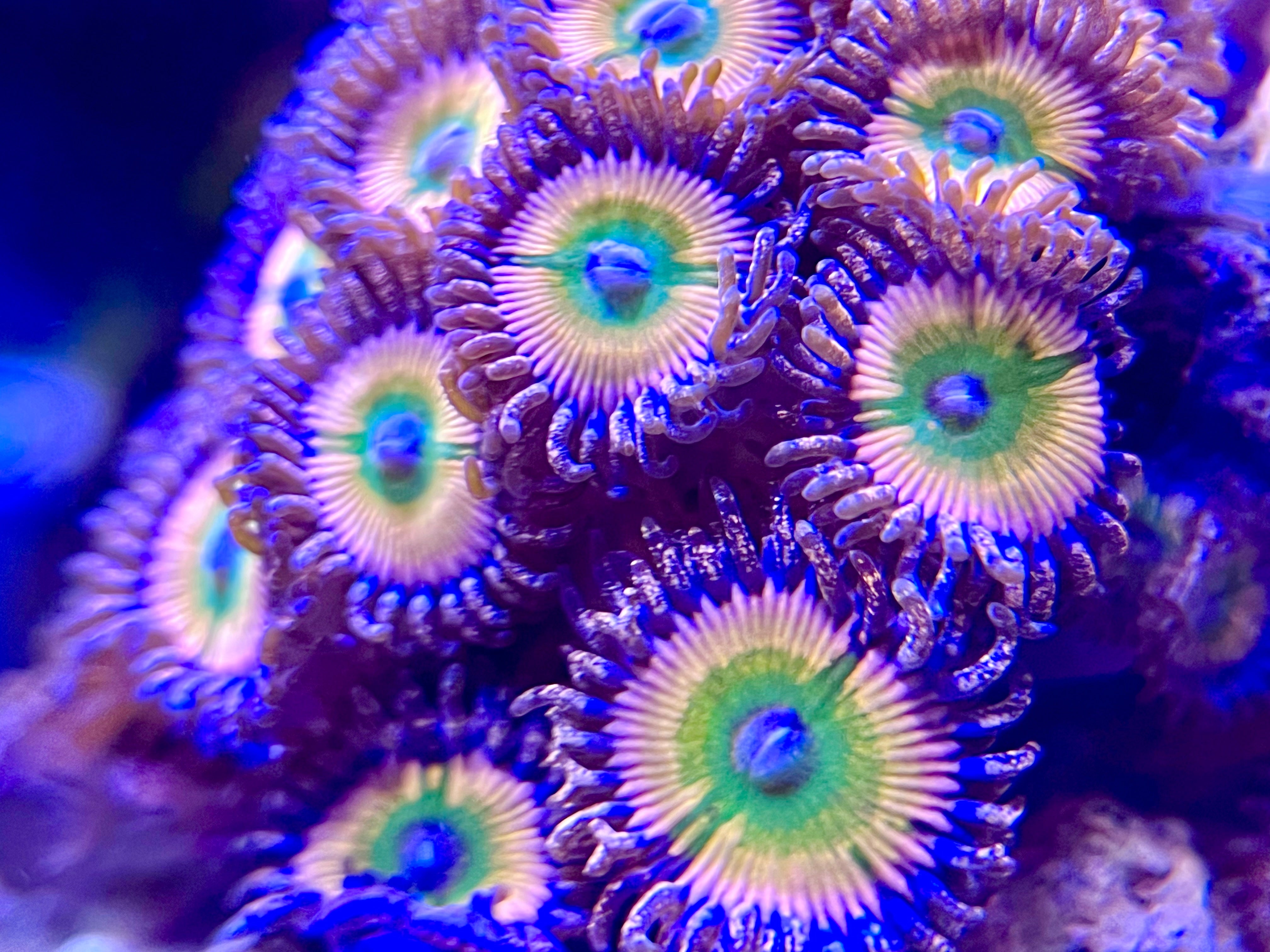 Corals (WYSIWYG)