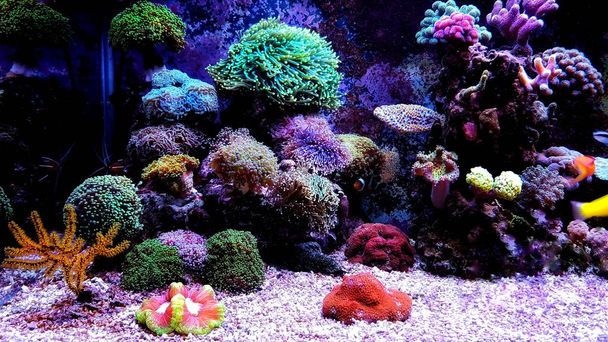 Aquarium services