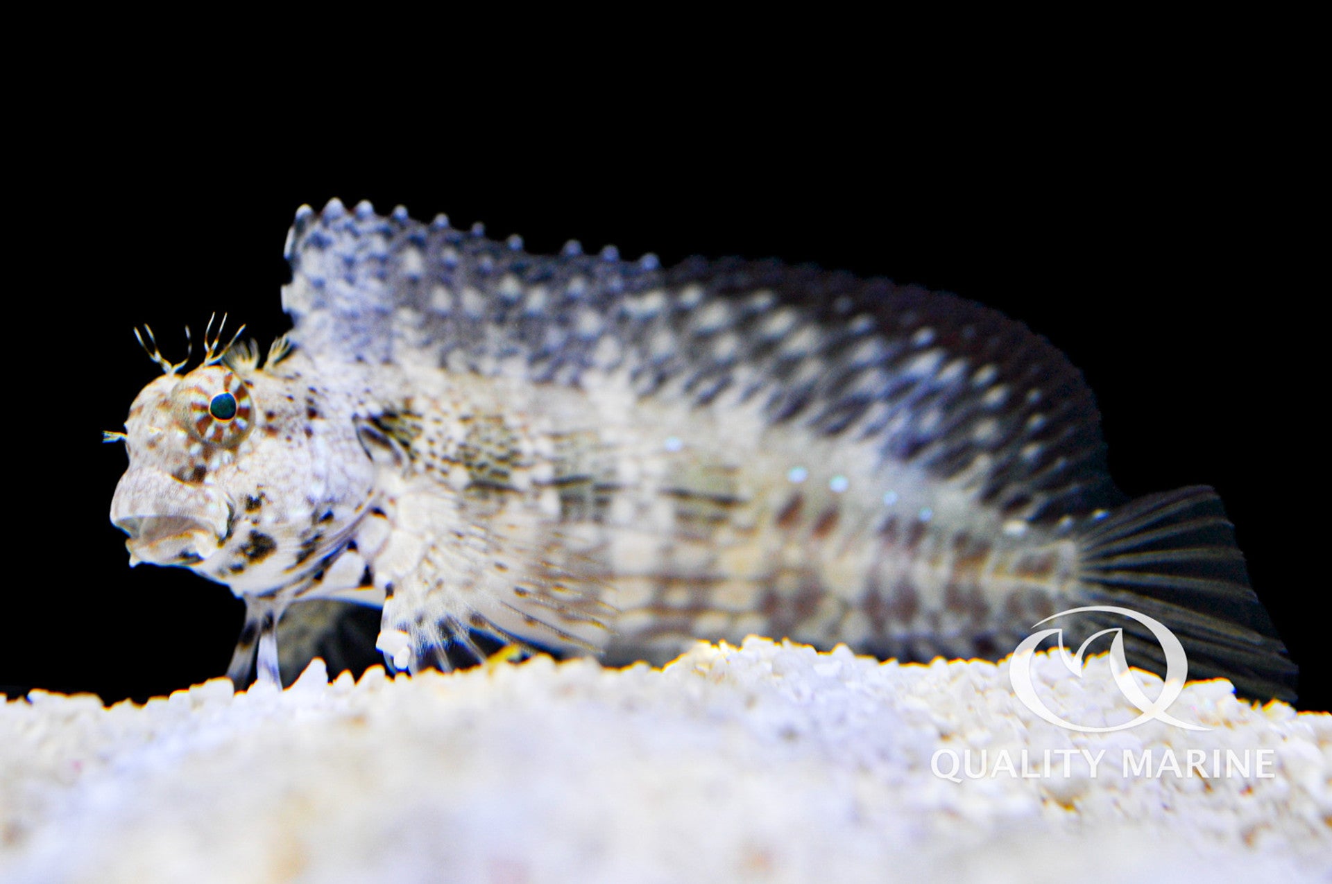 Lawnmower Blenny