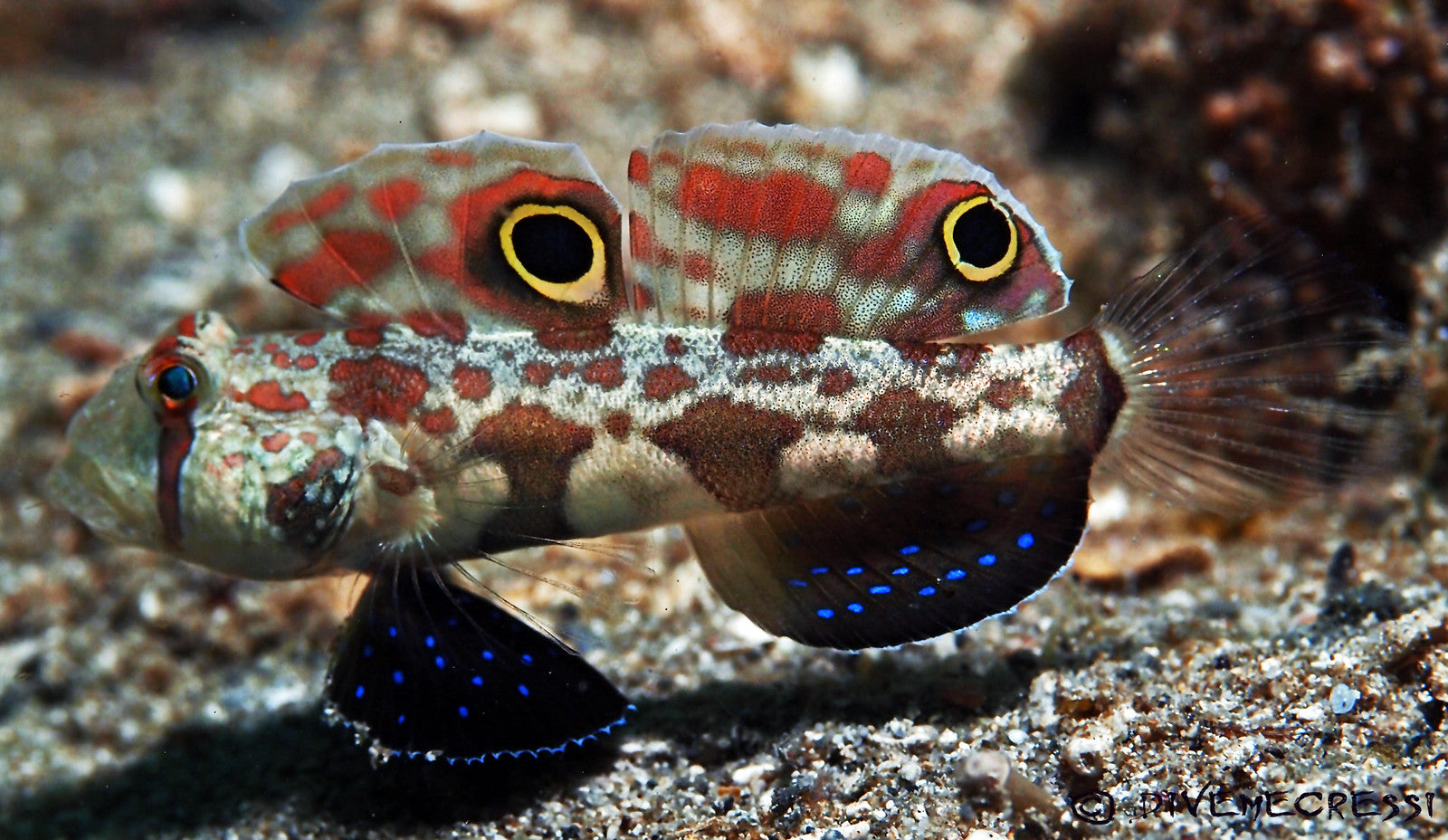 4-Wheel Drive Goby