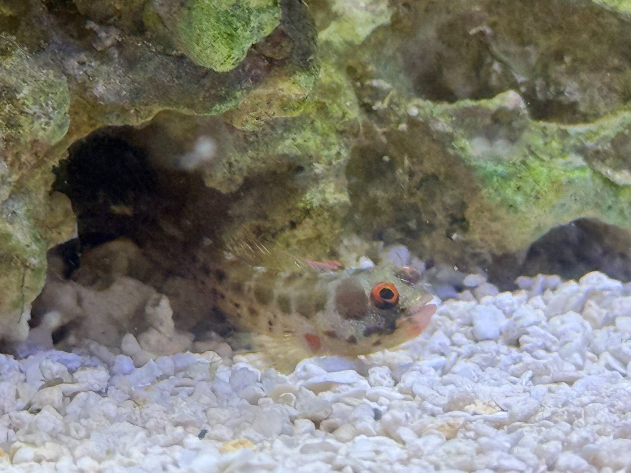 Barnacle blenny