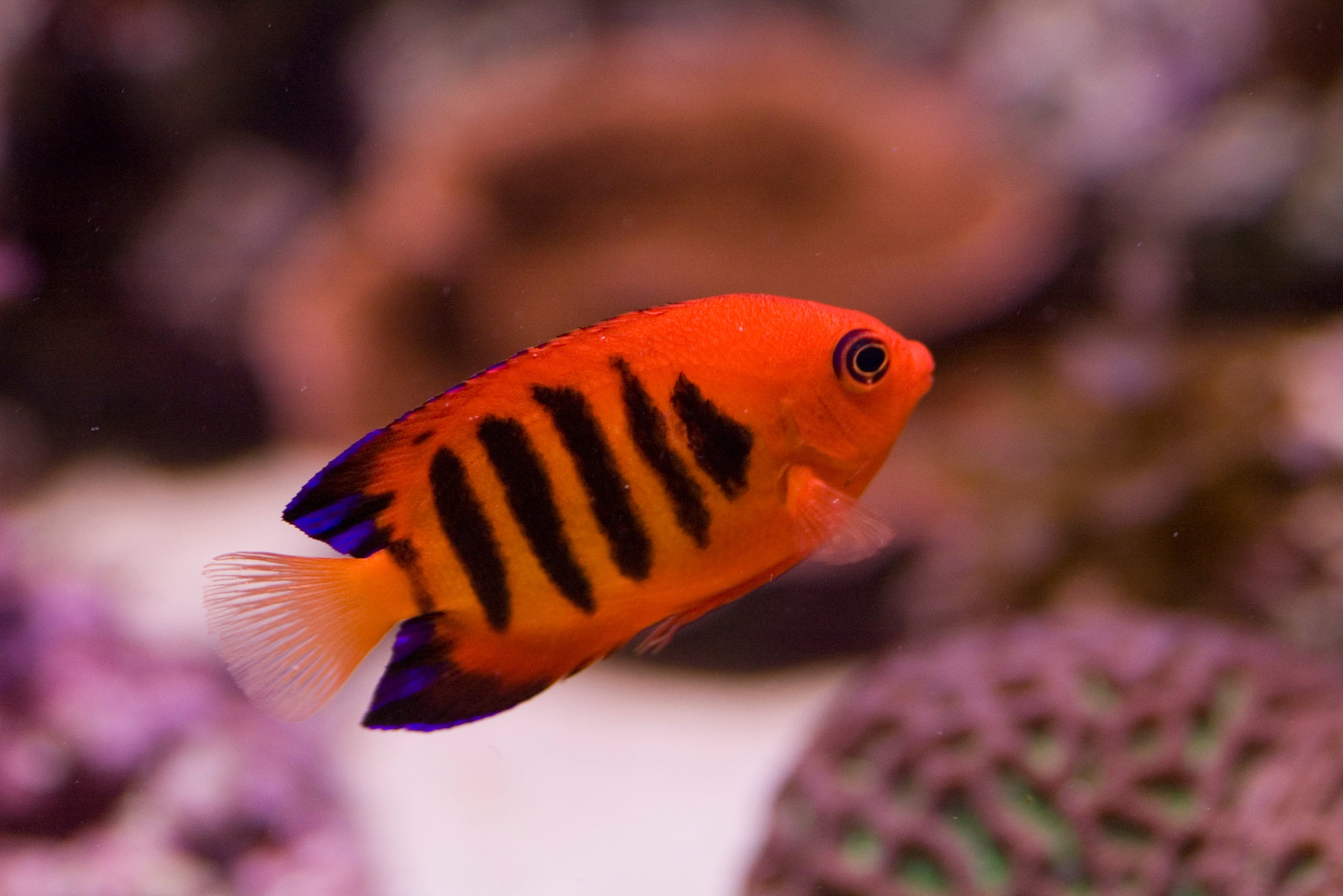 Flame Angelfish