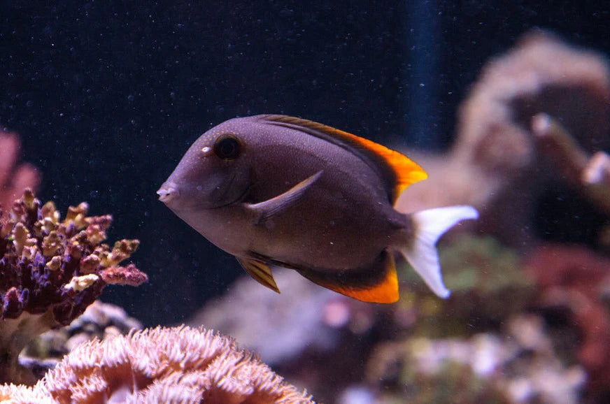 Flame Fin (Tomini) Tang