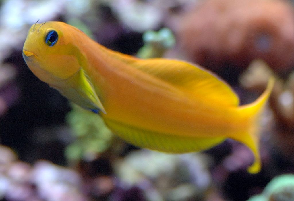 Midas Blenny