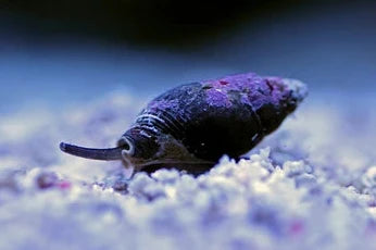 Nassarius snail