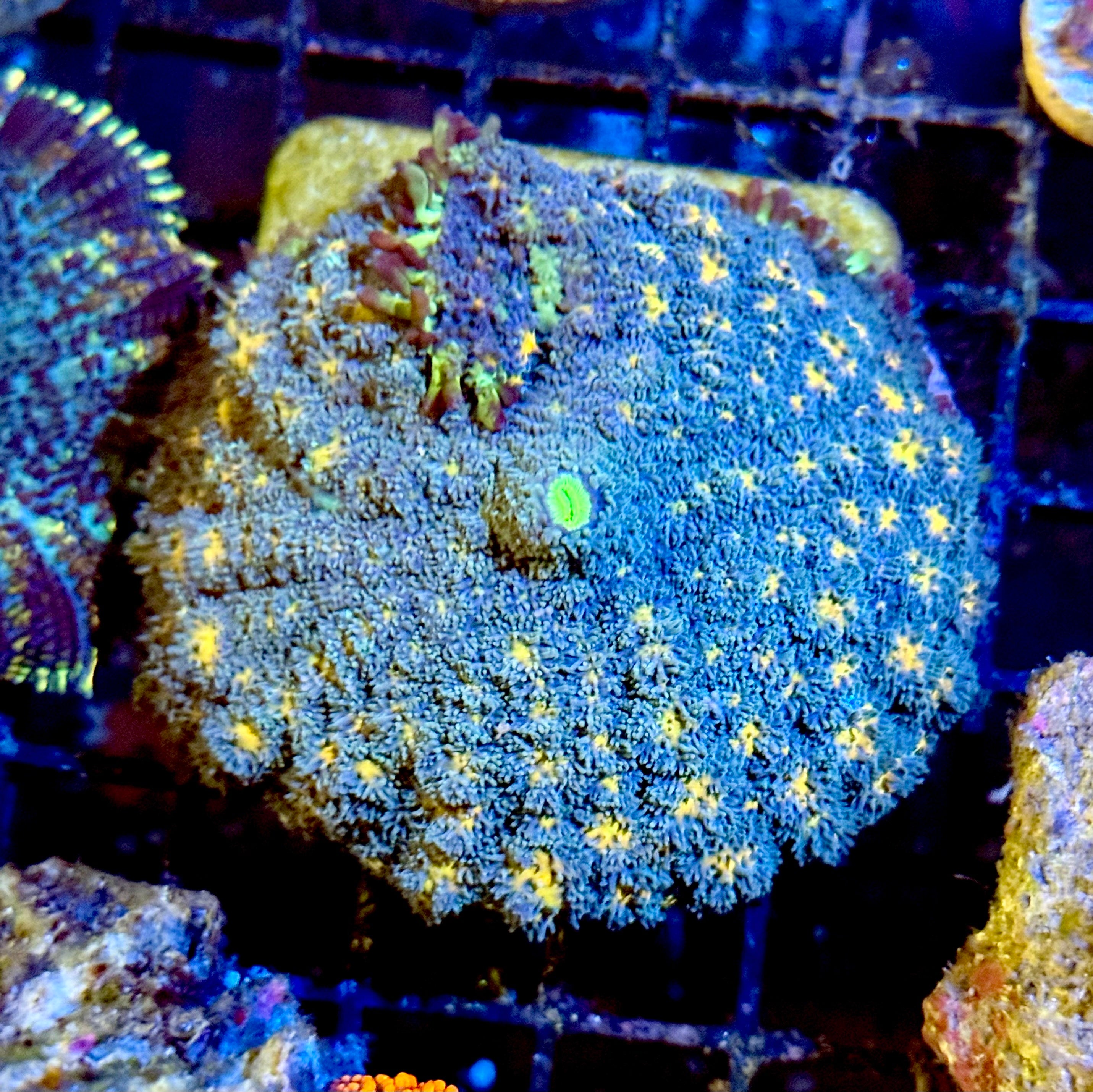 Pin Cushion Mushroom