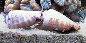 Sand Tiger Conch