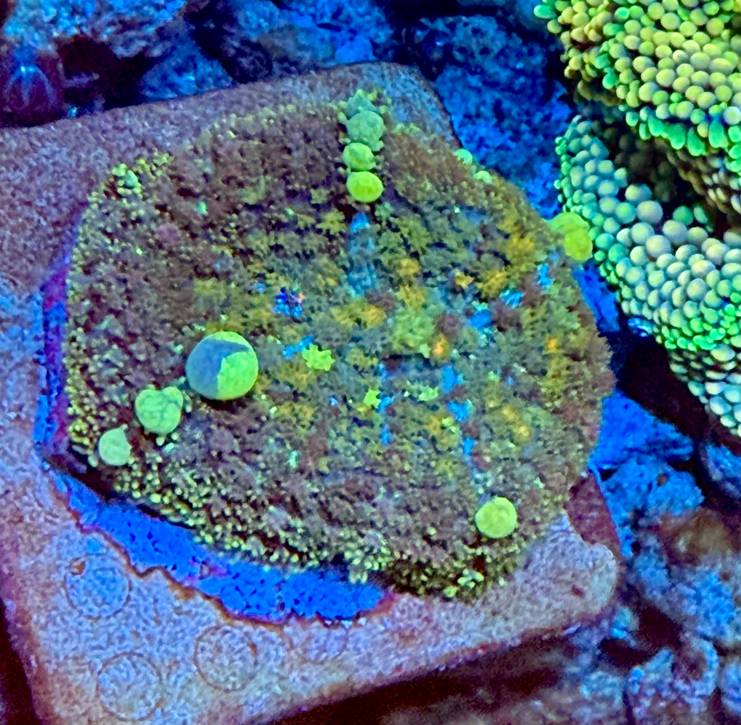 Toxic Bounce Mushroom