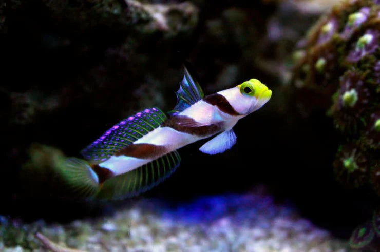 Hi-fin Red Banded Goby