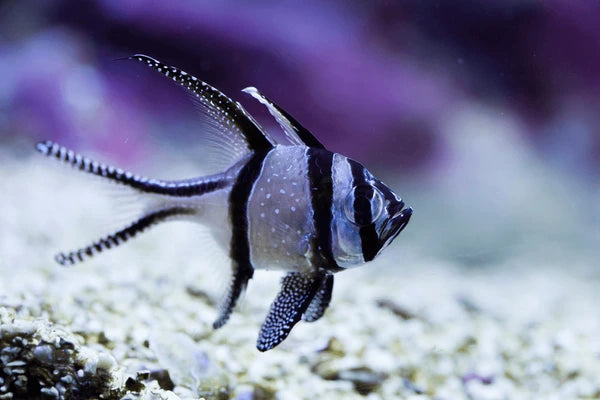 Banggai Cardinalfish