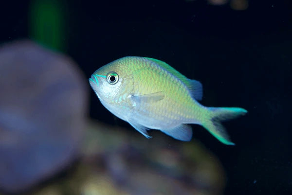 Green Chromis