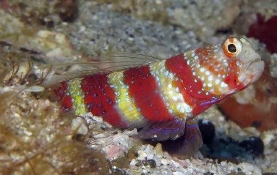 Bumblebee Shrimp Goby