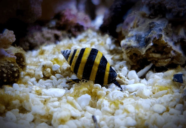 Bumblebee snail