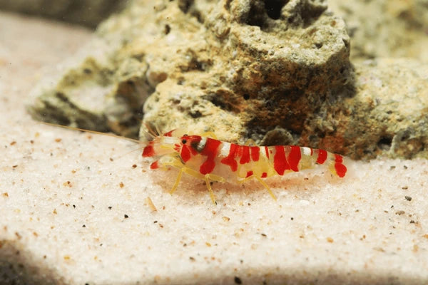 Candy Cane Pistol Shrimp