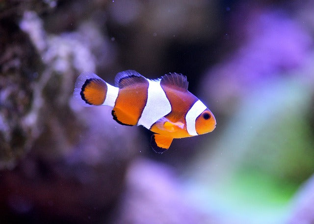 Ocellaris Clownfish