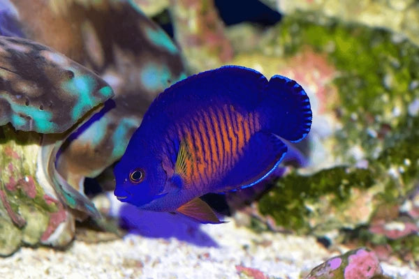 Coral Beauty Angelfish