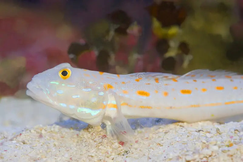 Diamond head goby