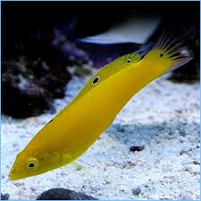 Yellow Coris Wrasse