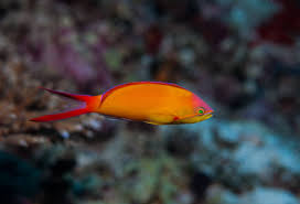 Flame Ignitus	Anthias