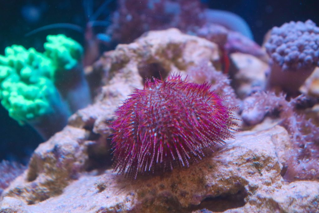 Red Pink hairy pin cushion urchin