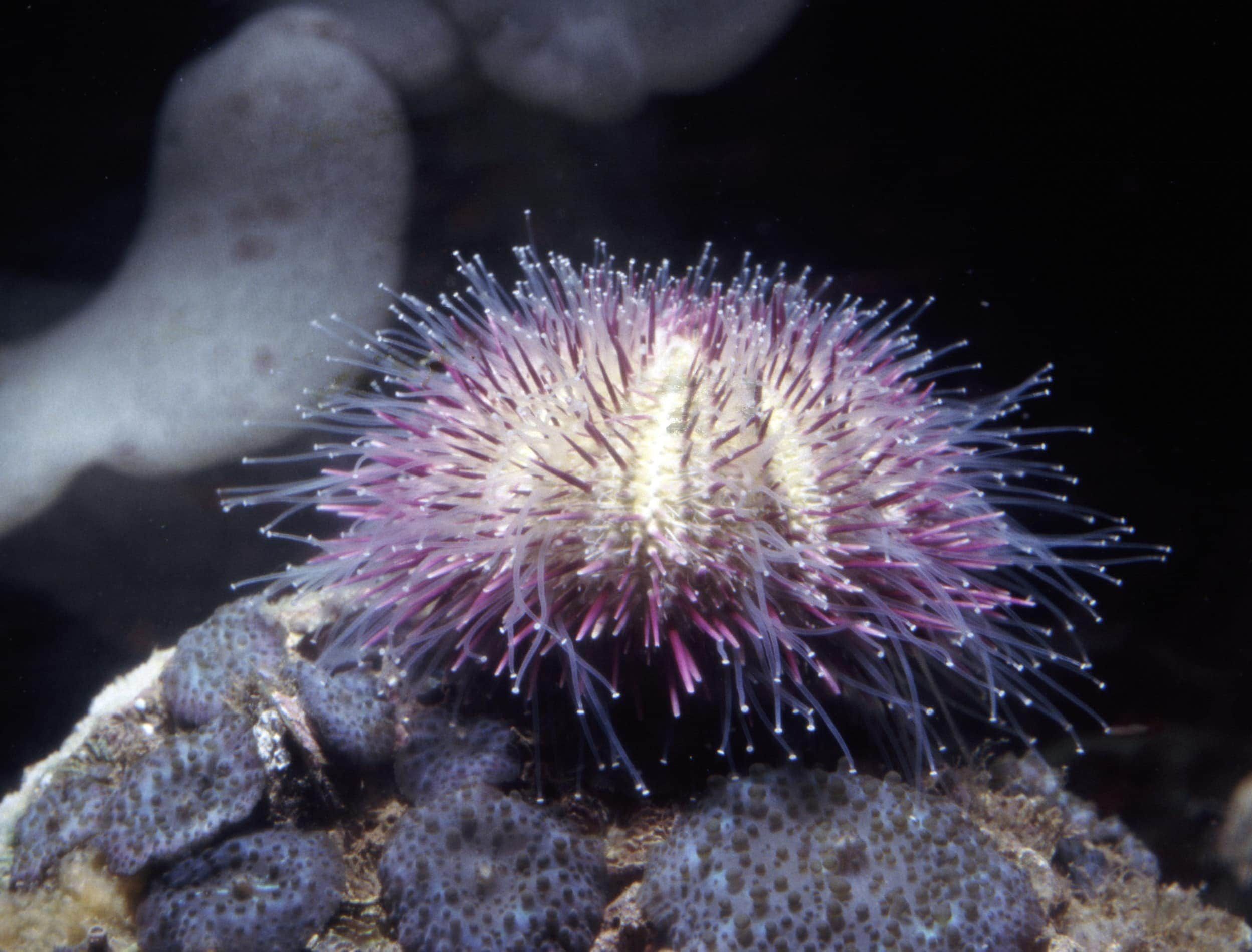 Purple hairy pin cusion urchin