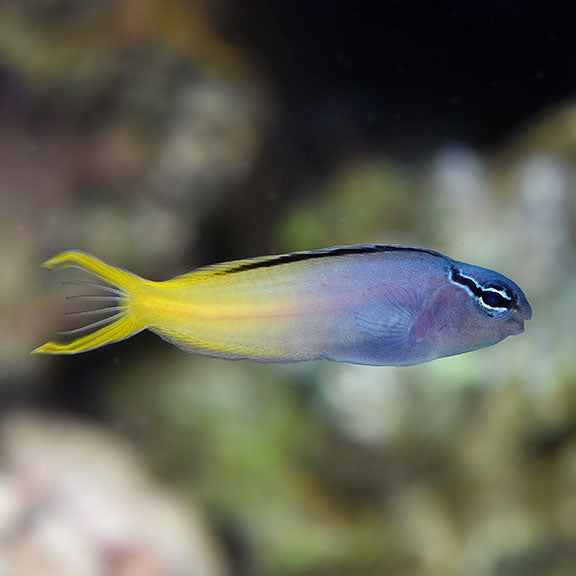 Fork Tail Blenny