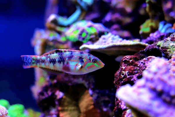 Nebulous wrasse