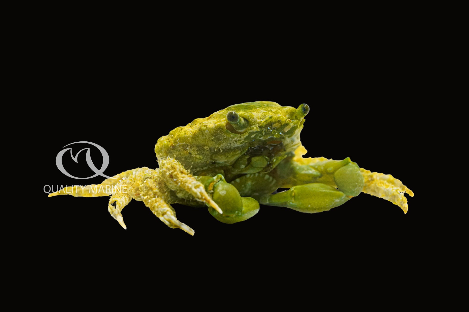 Emerald Crab