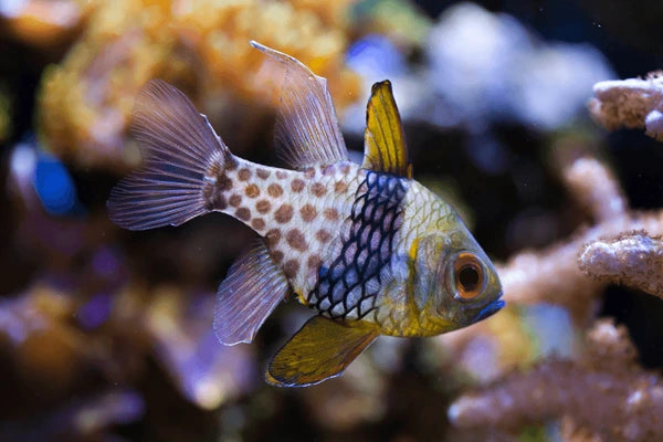 Pajama Cardinalfish