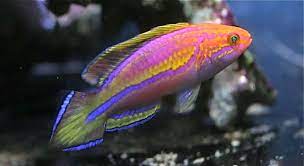 Splendid Pintail Fairy wrasse