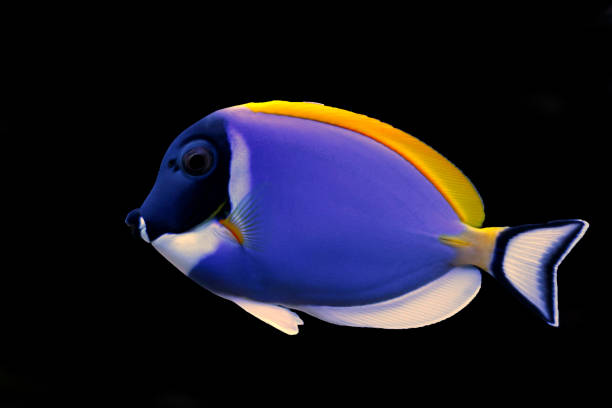 Powder Blue Tang