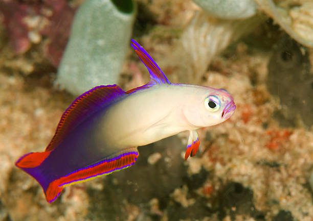 Purple Firefish