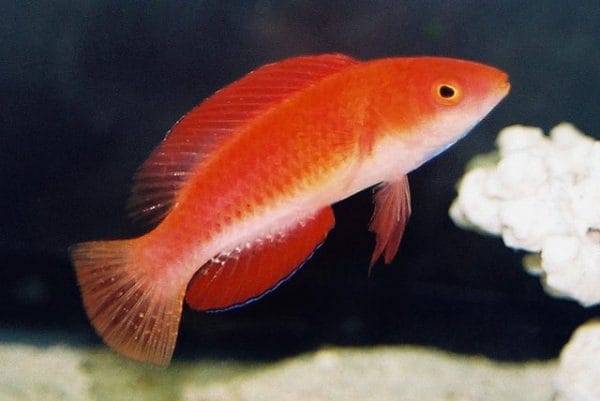 Redfin Fairy Wrasse