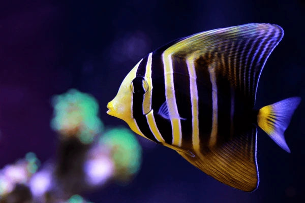 Sailfin Tang