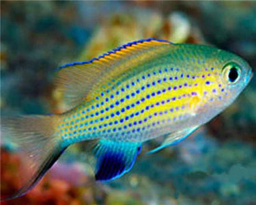 Vanderbilt Chromis