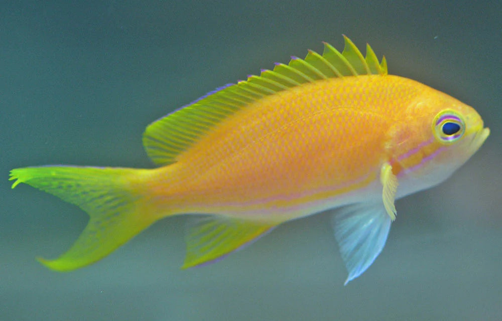 Yellow Anthias - Female